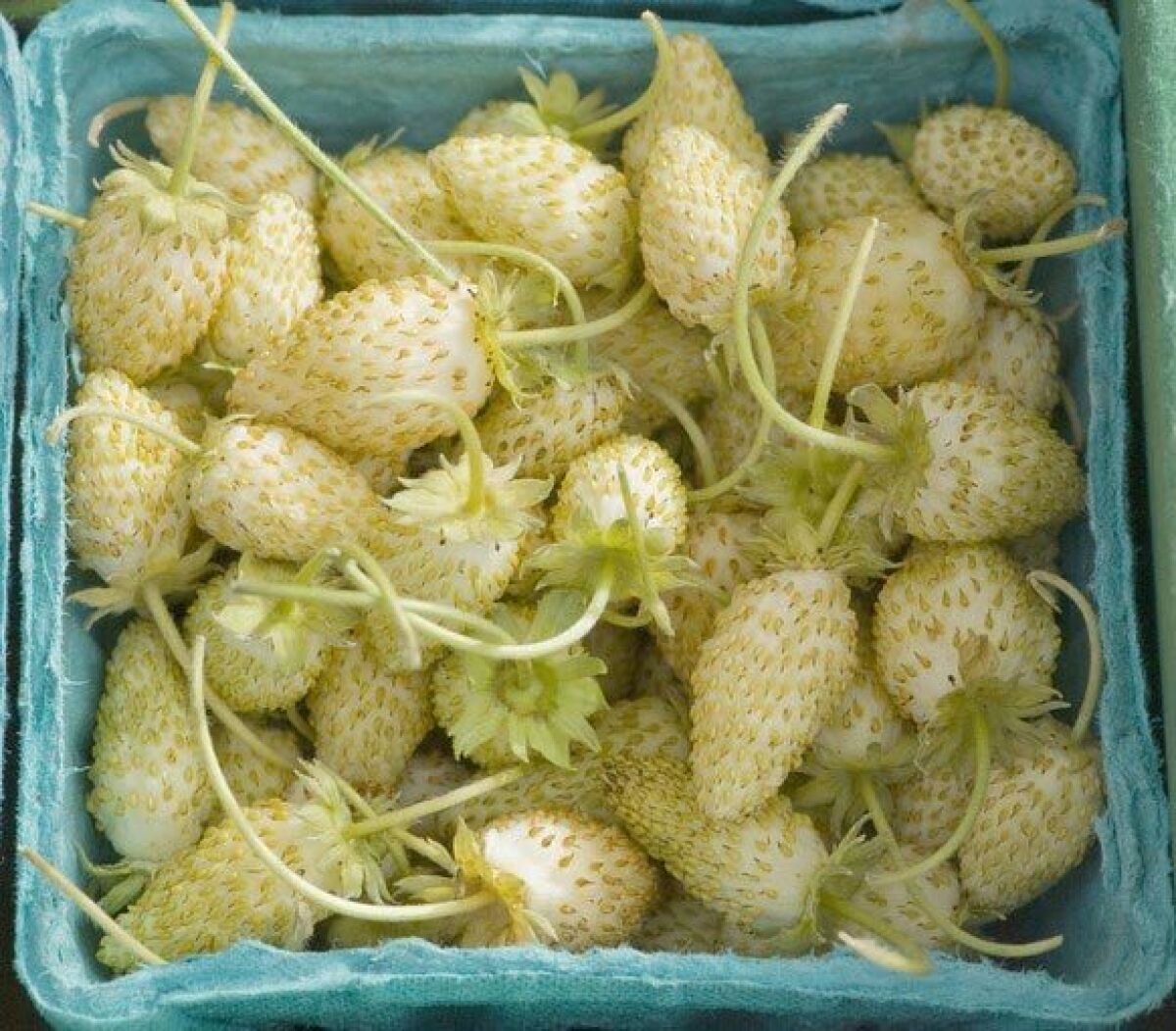 Wild strawberries grown by Pudwill Berry Farms in Nipomo at the Santa Monica farmers market.