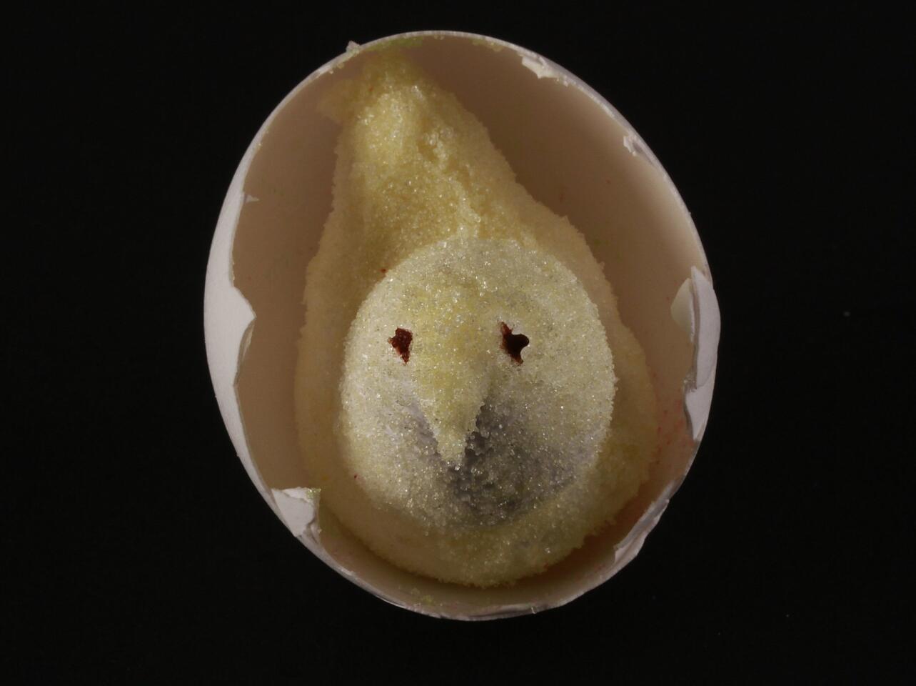 Yellow 'peep' in eggshell