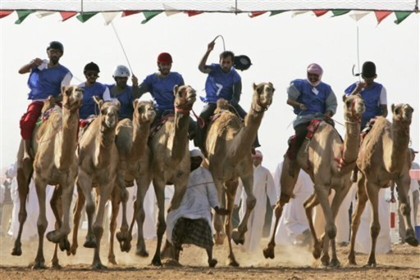In this Dec. 28 2007 file photo, a camel keeper gets stuck in the middle of camels after the start of a race at the Sweihan camel race track, south of Dubai, United Arab Emirates. Dozens of Bangladeshi children who were used as jockeys in camel races in the United Arab Emirates will get compensations for their rehabilitation at home, the government said Wednesday, May 6, 2009. Bangladesh Home Minister Sahara Khatun said the UAE has handed over nearly US$1.44 million (1.07 million euro) for distribution among 879 Bangladeshi children, who were repatriated after being forced to work as camel jockeys in the 1990s. (AP Photo/Kamran Jebreili, File)