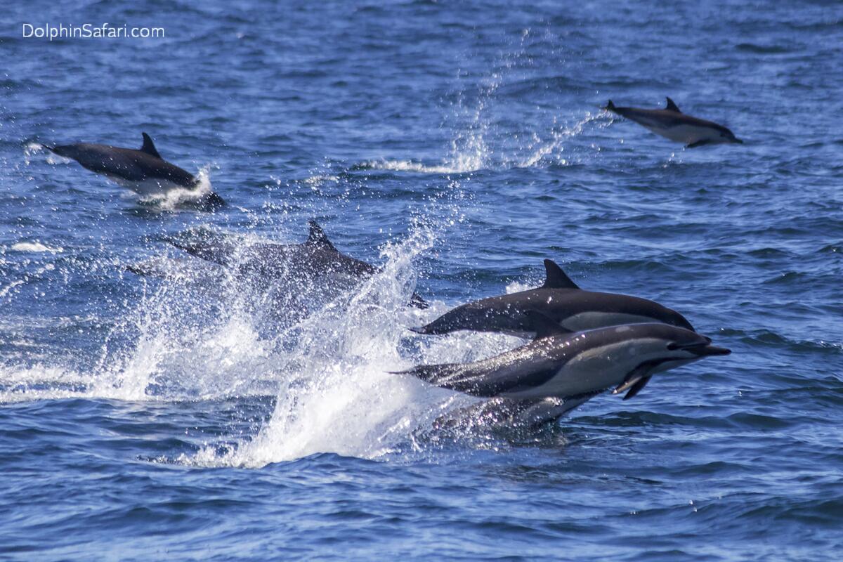 unos delfines en estampida en las aguas frente a la costa de Dana Point, California