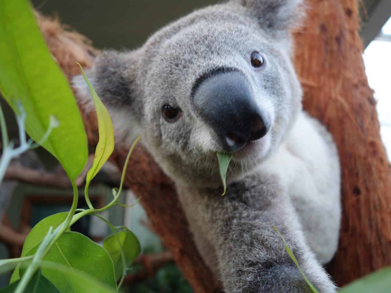 Koalas are able to produce a mating call that is so low-pitched it ought to come from a creature the size of an elephant. Now scientists have figured out how they do it.