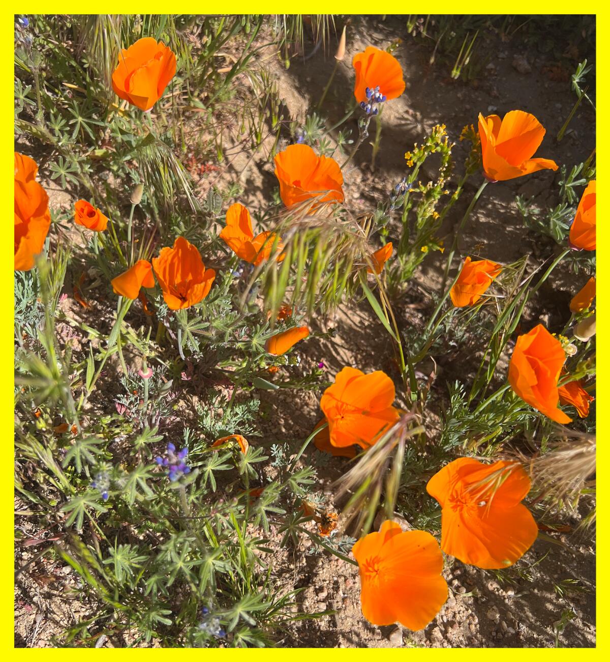 A closeup of orange blooming poppies outdoors