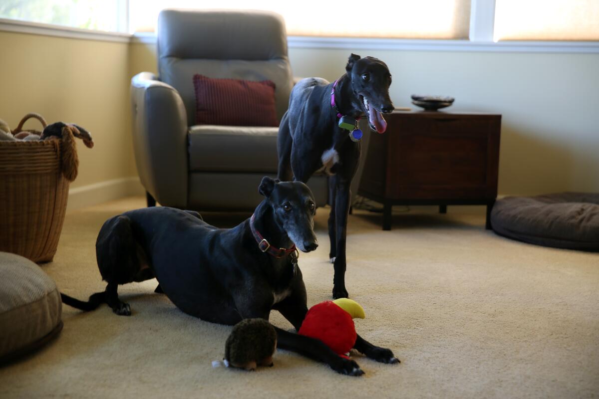 Greyhounds Heidi, left, in play position with a toy, and Vicky, standing, in Tim Lignoul's Encino home.