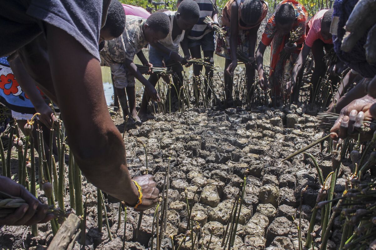 People take part in a mangrove restoration project.