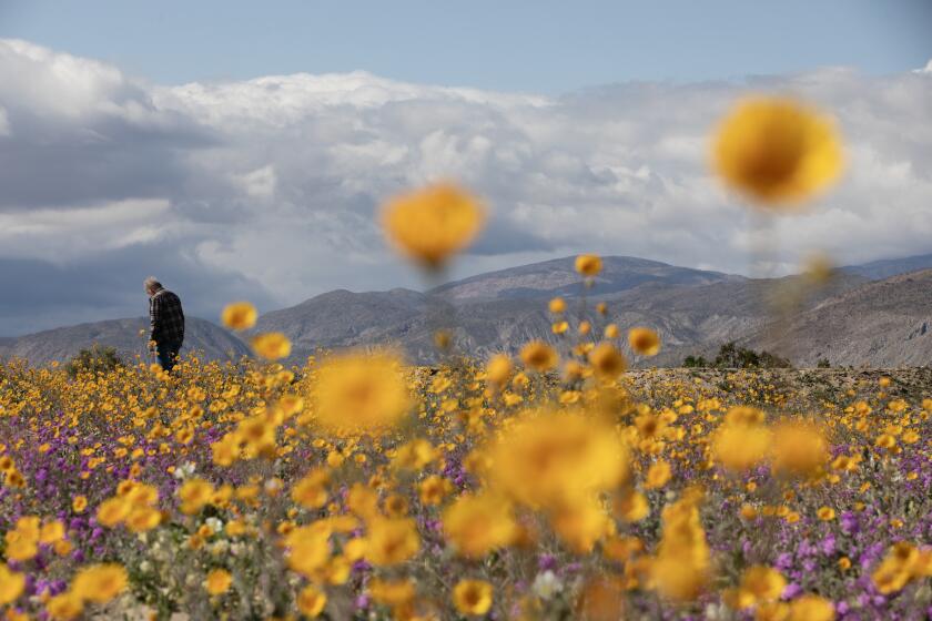 Anza-Borrego Desert State Park, California - March 07: People enjoy Desert Sand Verbena, sunflowers, Dune Primrose and other wildflowers off of Henderson County Road on Thursday, March 7, 2024 in Anza-Borrego Desert State Park, California. (Ana Ramirez / The San Diego Union-Tribune)