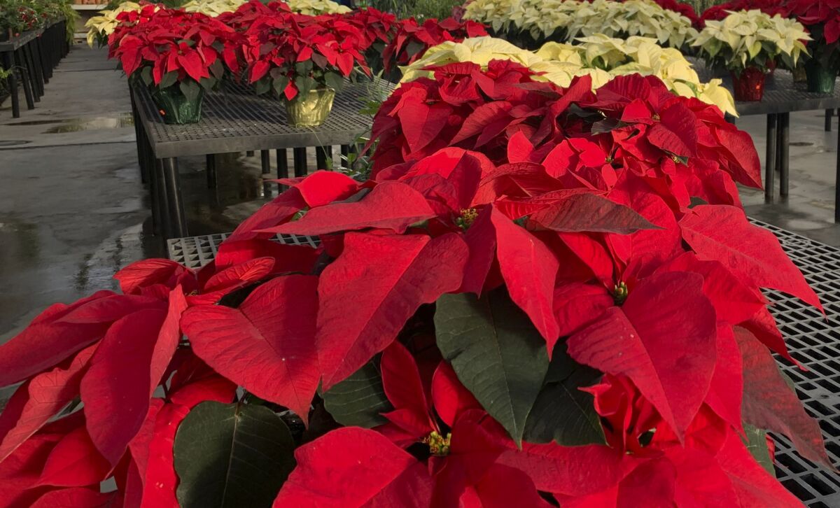 Poinsettias appear on display at a nursery in Larchmont, N.Y. on Monday, Dec. 5, 2022. 