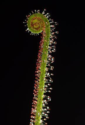 Carnivorous plants