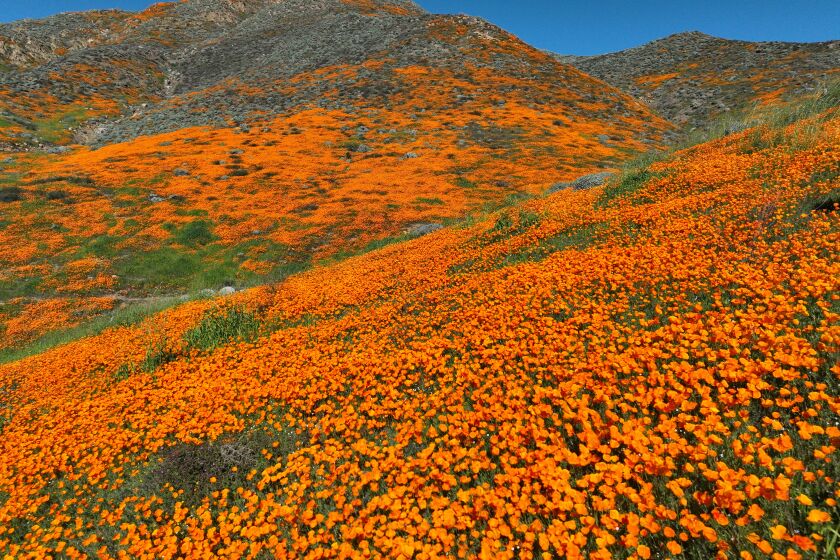 Lake Elsinore, CA - February 07: A close-up view of the spring California Poppies and wild flowers blooming early this year in the wake of major winter rainfall, which are covering patches of the upper slopes of Walker Canyon in Lake Elsinore Tuesday, Feb. 7, 2023. Poppies didn't blanket Walker Canyon hillsides in the past three years due to the drought. (Allen J. Schaben / Los Angeles Times)