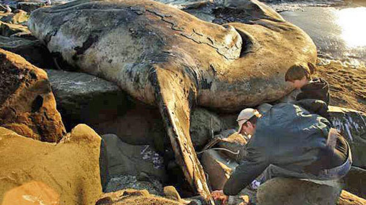 Mike Lindbery of Ojai gets a close look at a 45-foot California gray whale that washed ashore on a narrow, rocky beach 10 miles north of Ventura after dying at least three weeks ago, scientists said Monday. The body of the adult female was too decomposed for scientists to determine a cause of death, said Michelle Berman,© a biologist with the Santa Barbara Museum of Natural History.