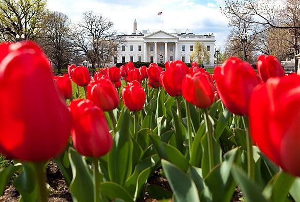 Tulips are in full bloom in Lafayette Park across the street from the White House, where President Barack Obama will return Tuesday night after the conclusion of a long overseas trip that included economic and NATO summits in Europe, two days in Turkey and a stop in Baghdad.