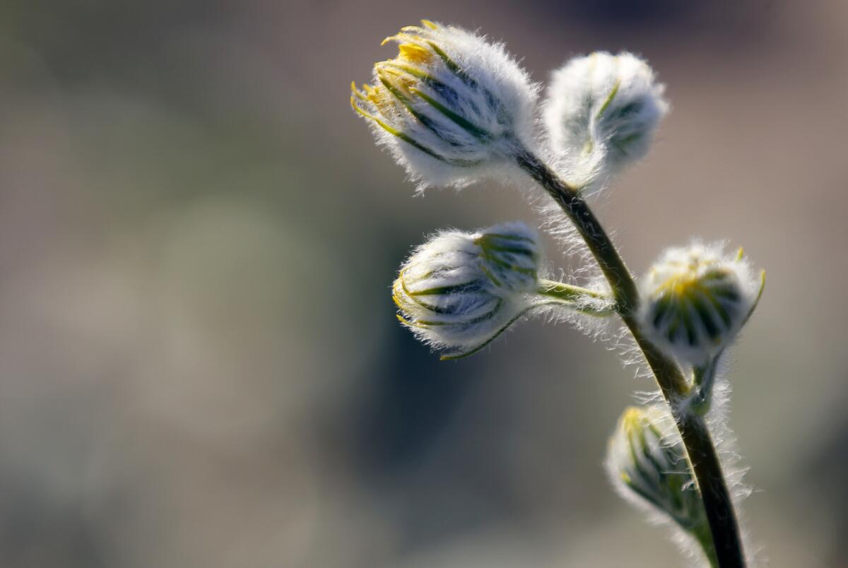 Desert sunflowers buds at the Anza-Borrego Desert State Park.