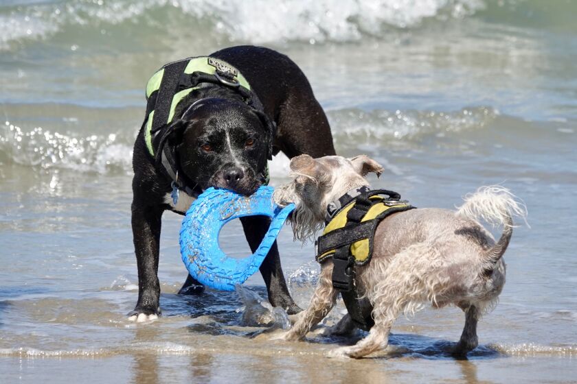 A couple of dogs were "ruff" housing in Ocean Beach on Monday.