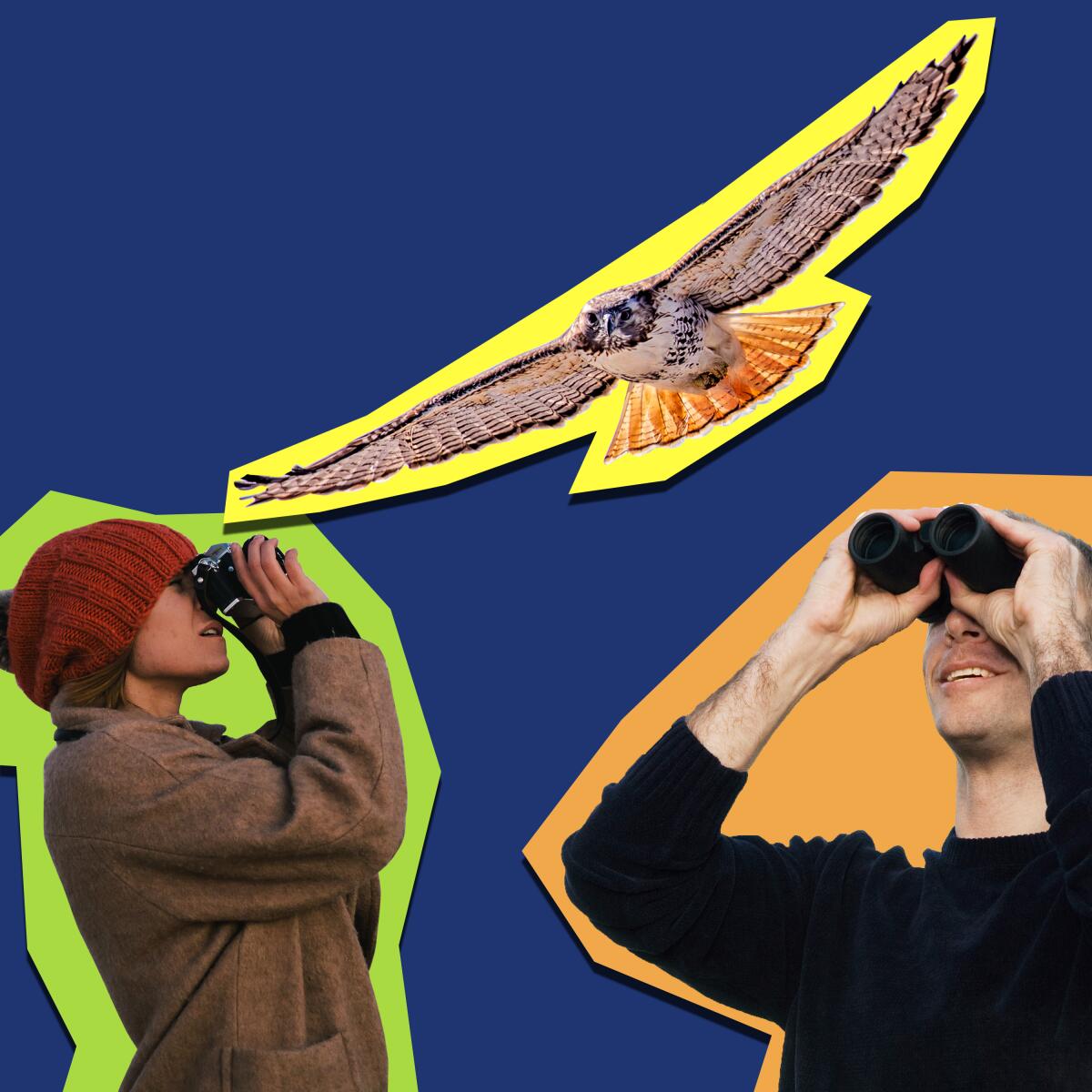 Illustration shows a hawk with outstretched wings and two people looking at the sky with binoculars.