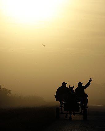 Cuba: Horse cart in fog
