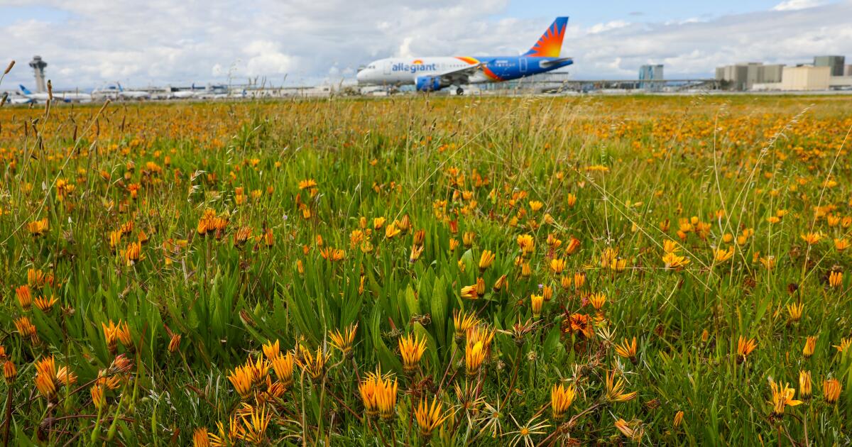 Hoping to see a superbloom this spring? Look no further than Los Angeles International Airport