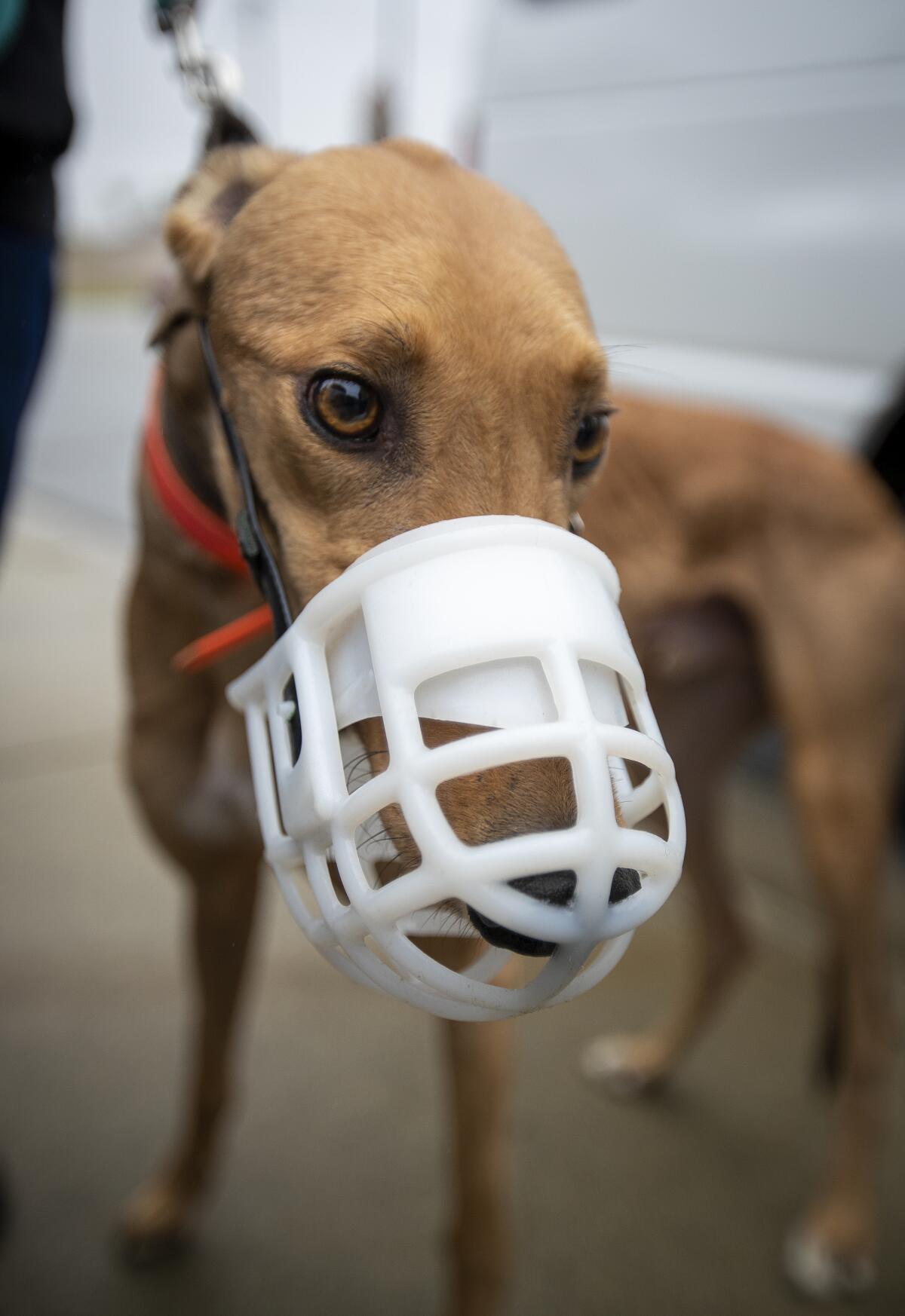 A greyhound wearing a white, plastic muzzle.