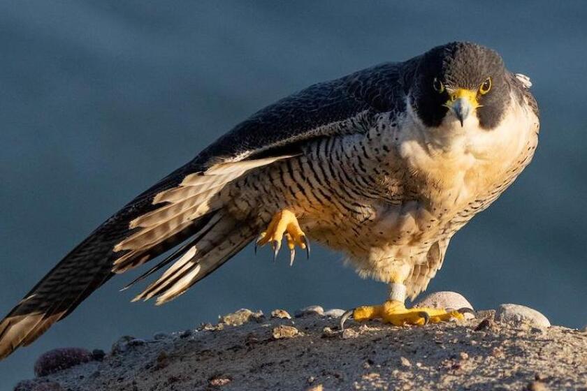 A high-stepping peregrine falcon surveys its domain.