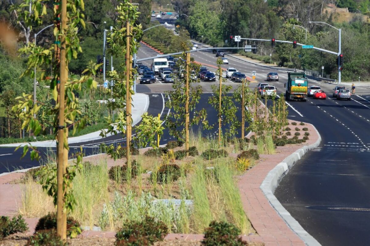 Newly planted trees in 2017 in the center median of El Camino Real south of Cannon Road.