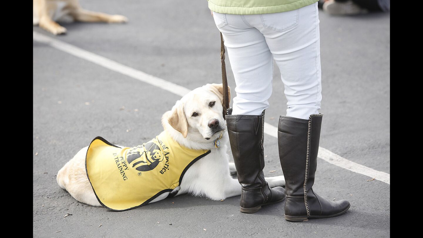 are service dogs in training covered in california