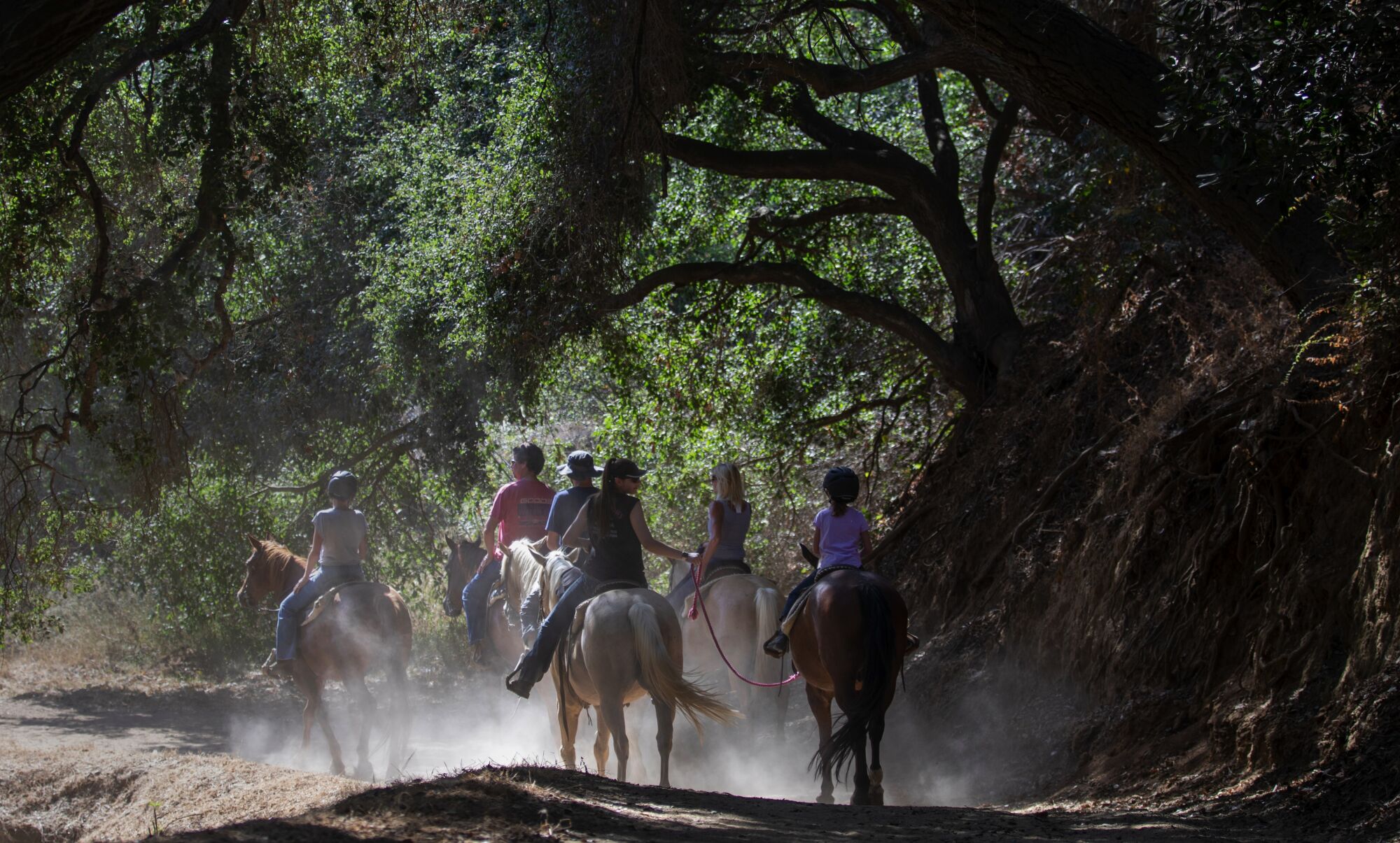 People riding horses under trees.