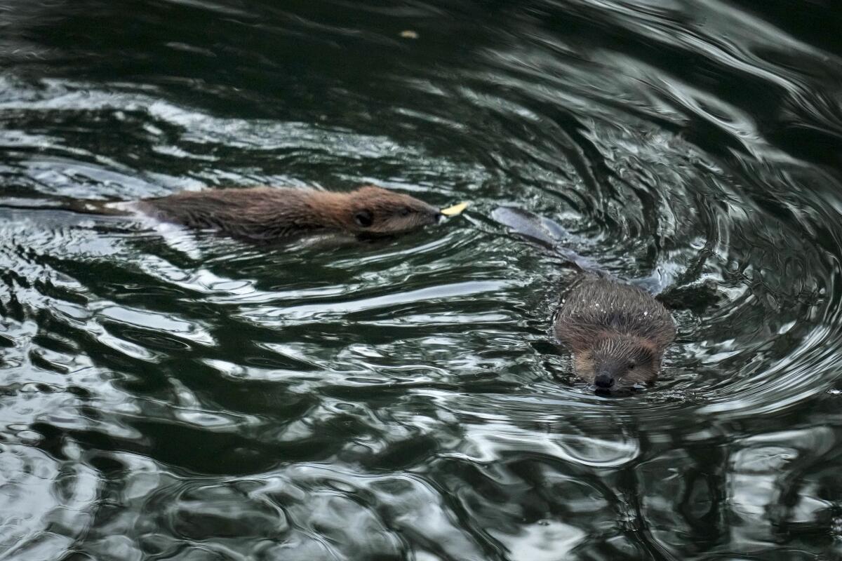 Two beavers swim in a creek.