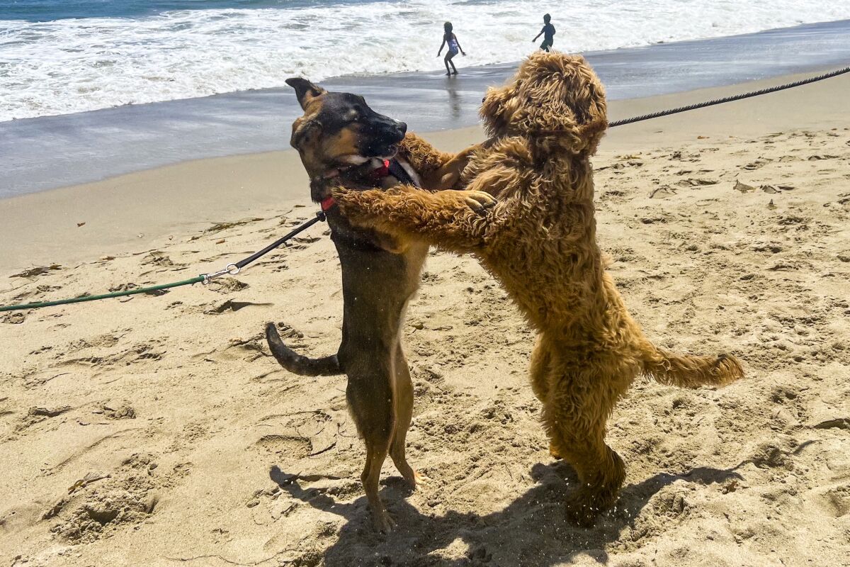 Two leashed dogs playing on the sand at Leo Carrillo State Beach.