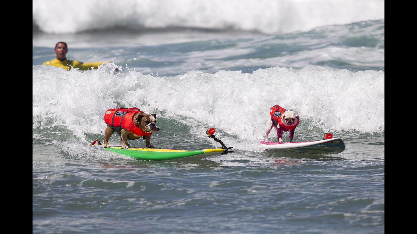 Sully, an English bulldog, left, and Surf Gidget the pug compete in the small dog finals during the Purina Incredible Dog Challenge at Huntington State Beach on Friday, June 9.