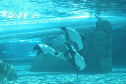 Commerson's dolphins at SeaWorld's Aquatica can spot guests shooting through the tube of Dolphin Plunge, one of the many rides in the park.