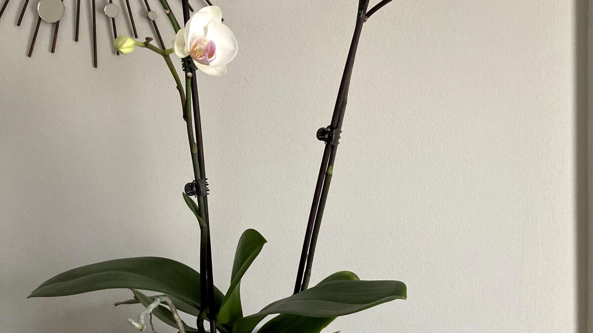 La orquídea, otrora inaccesible, hoy al alcance de todos - San Diego  Union-Tribune en Español