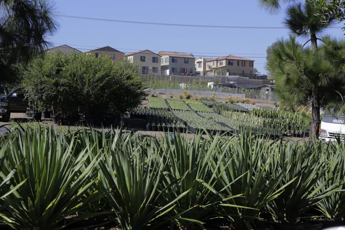 Homes in the Wildgrove by Meritage Homes development in Vista overlook nursery land possibly slated for a cemetery.