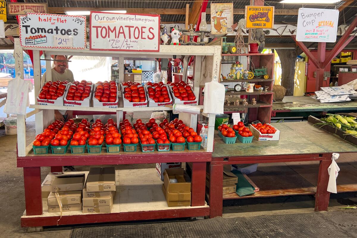 Tomatoes on rustic shelves inside the Tapia Brothers farm stand building. 
