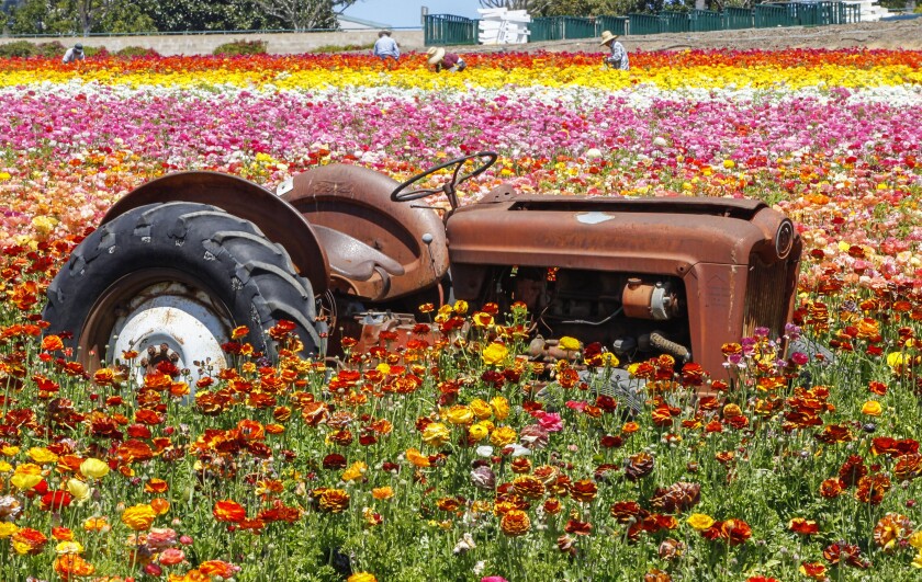 The Flower Fields in Carlsbad.