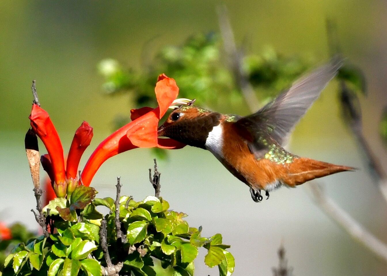 A hummingbird takes a lunch break.