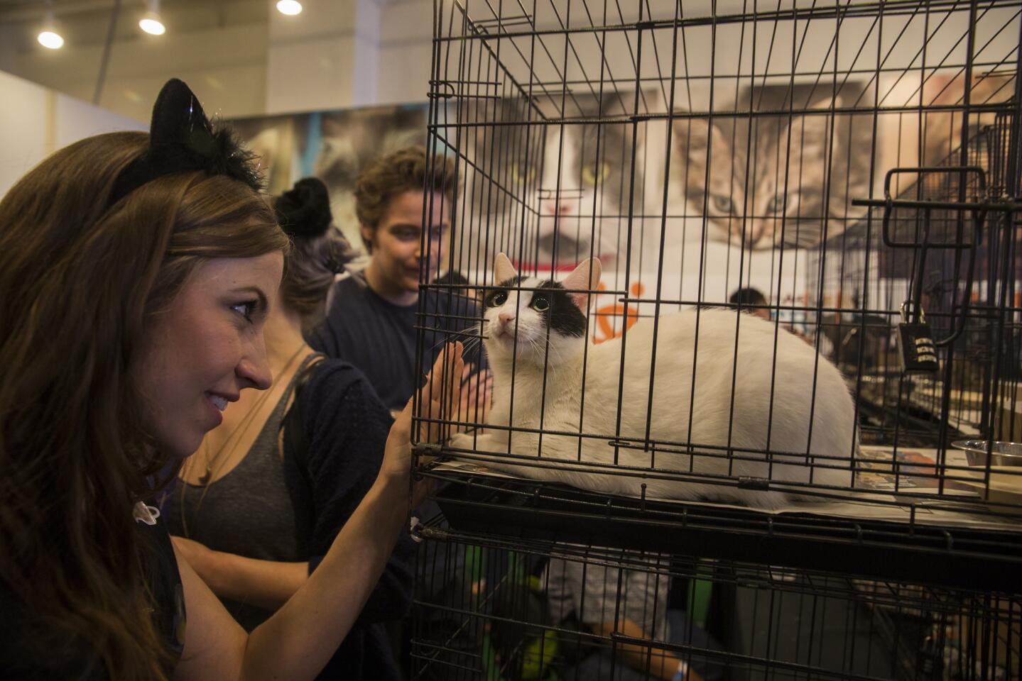 Ashley Turnham of Anaheim wears a cat ears headband and plays with a cat awaiting adoption at CatConLA on Saturday.
