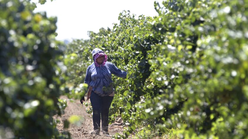 A farm worker trims grape vines in a vineyard in Clarksburg, Calif. on Aug. 17, 2016.