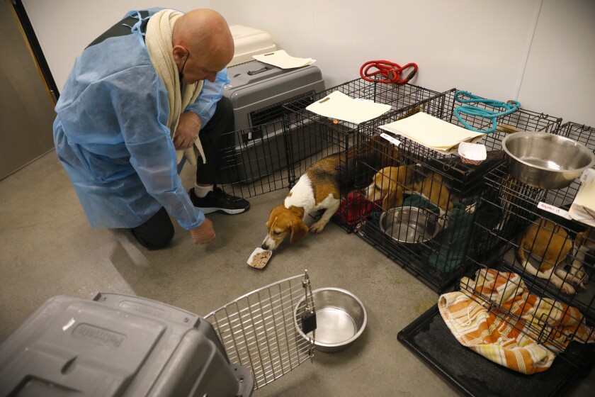 A rescued beagle cautiously approaches a dish of food at Helen Woodward Animal Center in Rancho Santa Fe.