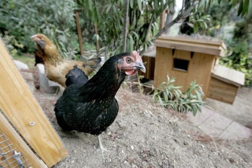 Two chickens roam the backyard of Audrey Diehl and Dakota Witzenburg's Mt. Washington backyard. Diehl and Witzenburg have had them as pets for almost a year.