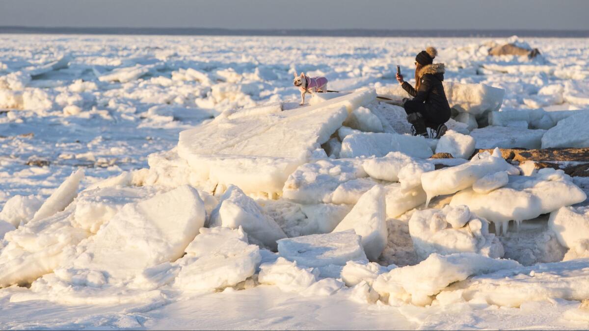 A woman photographs her English bulldog on a jetty next to ice-covered Cape Cod Bay near Rock Harbor, Mass.