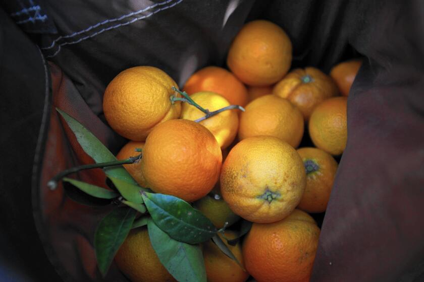 Oranges picked by Food Forward at the Franklin Canyon Orange Grove Park go to the Valley Food Bank.