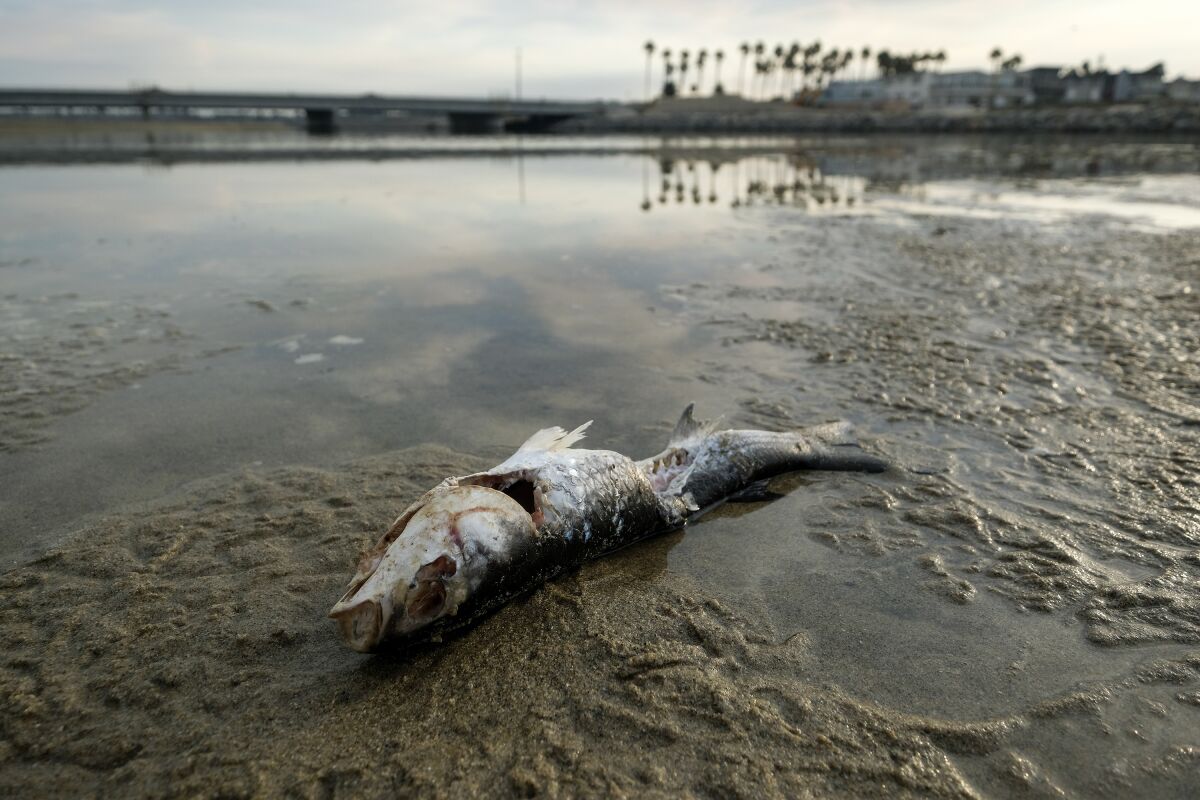 A dead fish lies where water meets the sand