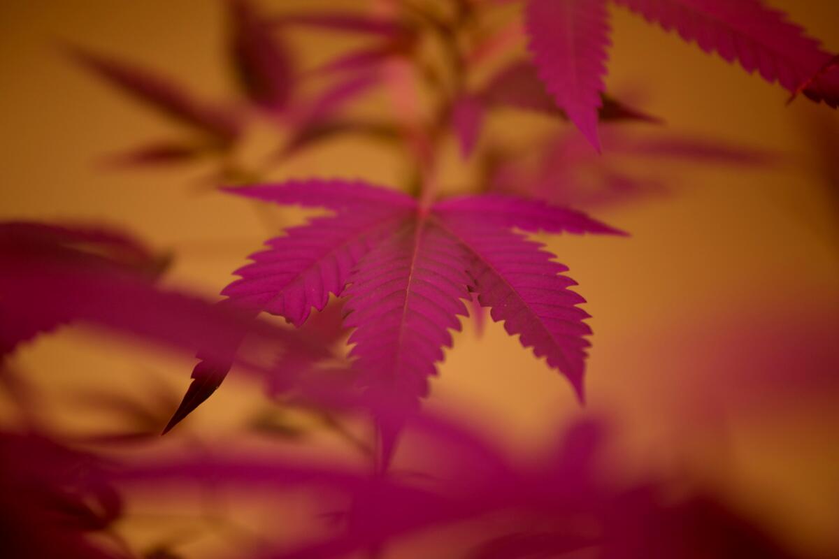  Leaves are shown of marijuana plants.