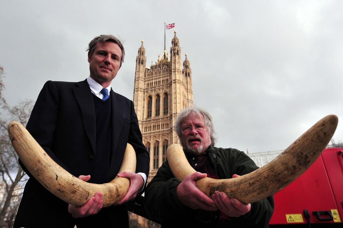 Zac Goldsmith, left, a member of Parliament, and British TV personality and conservationist Bill Oddie hold ivory tusks next to a crusher in central London during an event involving the public destruction of ivory.