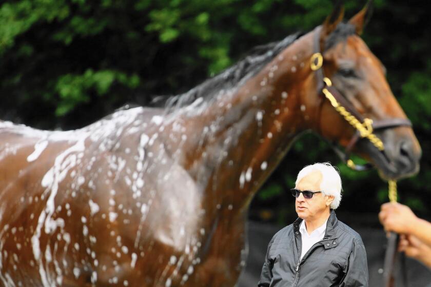 Bob Baffert looks on as American Pharoah gets bathed after training at Belmont Park this week.