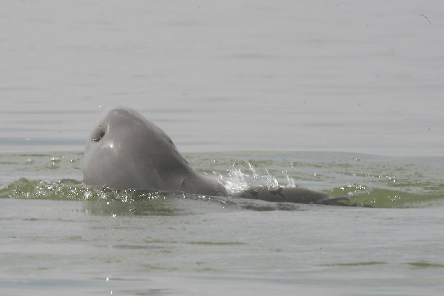 irrawaddy river dolphin