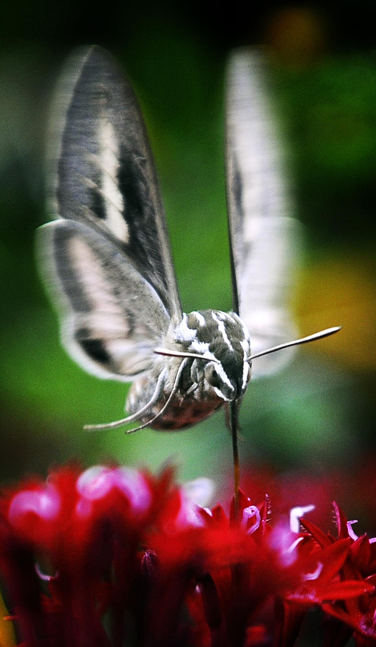 A white-lined sphinx Moth sucks nectar from a flower.