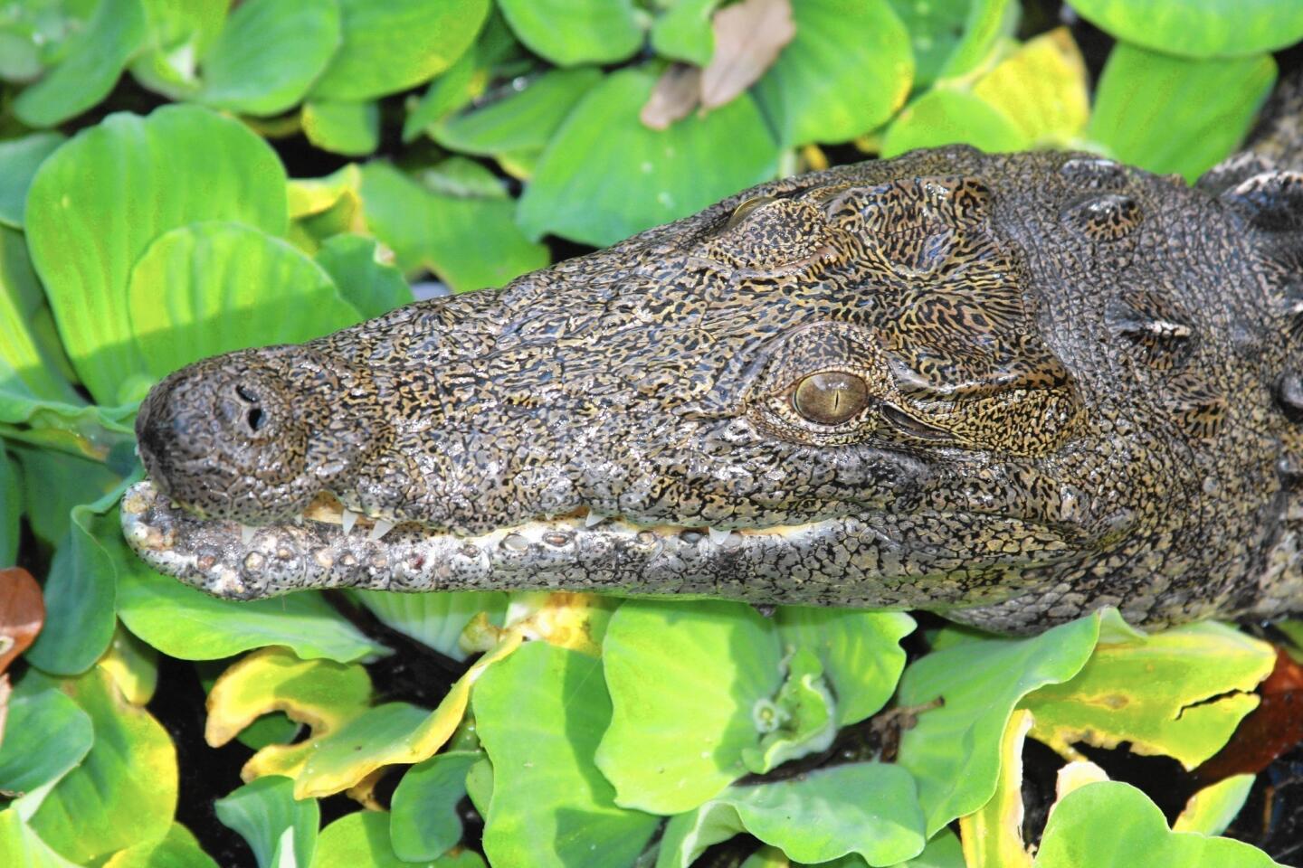 This 2012 photo provided by Joe Wasilewski, shows a Nile crocodile that he found in Homestead, Fla. University of Florida researchers recently published a paper showing that captured reptiles in 2009, 2001 and 2014 are Nile crocs. Read more.