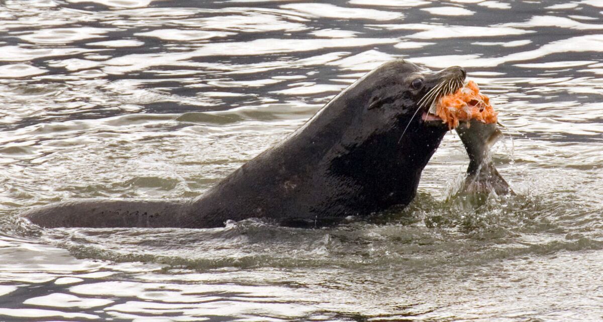 FILE - In this April 24, 2008, file photo, a sea lion eats a salmon in the Columbia River near Bonneville Dam in North Bonneville, Wash. Federal authorities on Friday, Aug. 14, 2020, granted permission for Washington state, Oregon and several Native American tribes to begin killing hundreds of salmon-hungry sea lions in the Columbia River and its tributaries over the next five years. (AP Photo/Don Ryan, File)