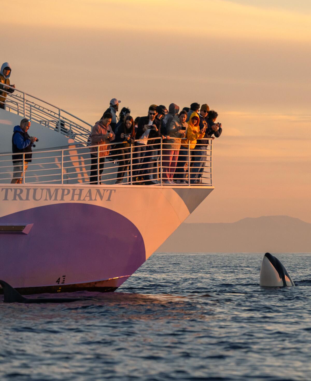 People stand at the front of a boat as an orca is seen in the water.