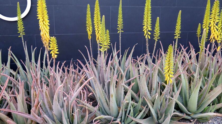A Guide To Drought Friendly Aloes The San Diego Union Tribune