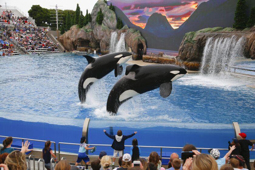 SeaWorld San Diego unveils their new Orca Encounter to the public which they describe as living documentary experience.